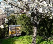 Bienenstock unter Kirschbaum